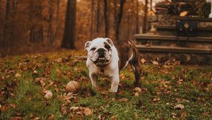 Preview wallpaper bulldog, muzzle, ball, autumn, grass