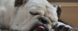 Preview wallpaper bulldog, muzzle, dog, white