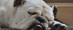 Preview wallpaper bulldog, muzzle, dog, white