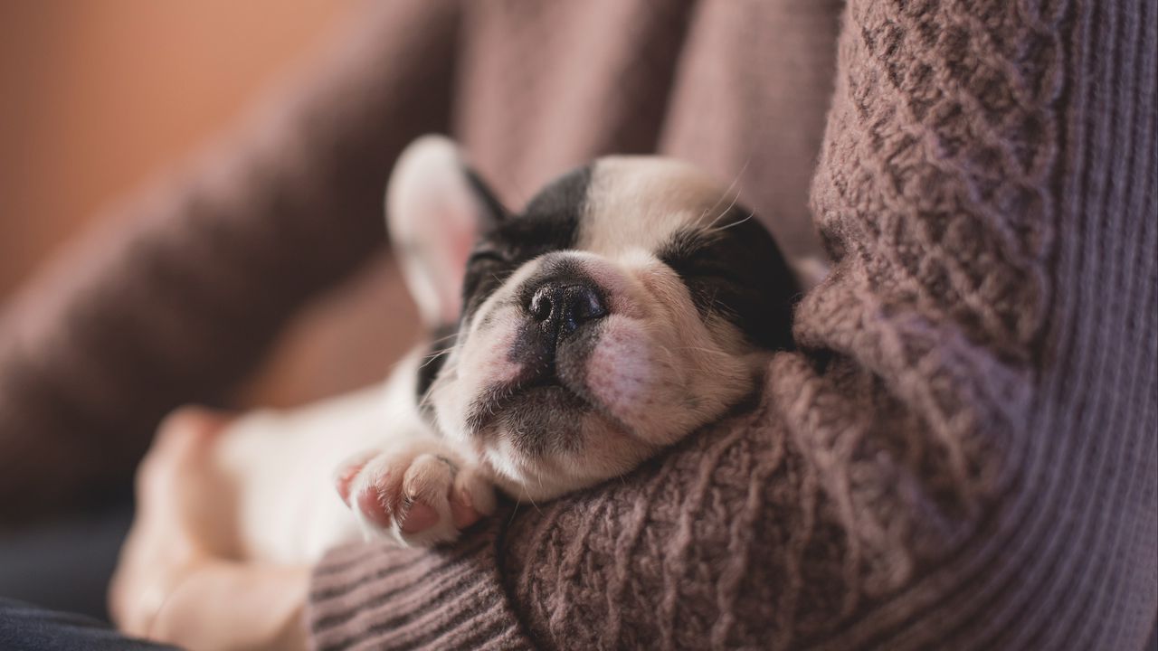 Wallpaper bulldog, muzzle, sleeping