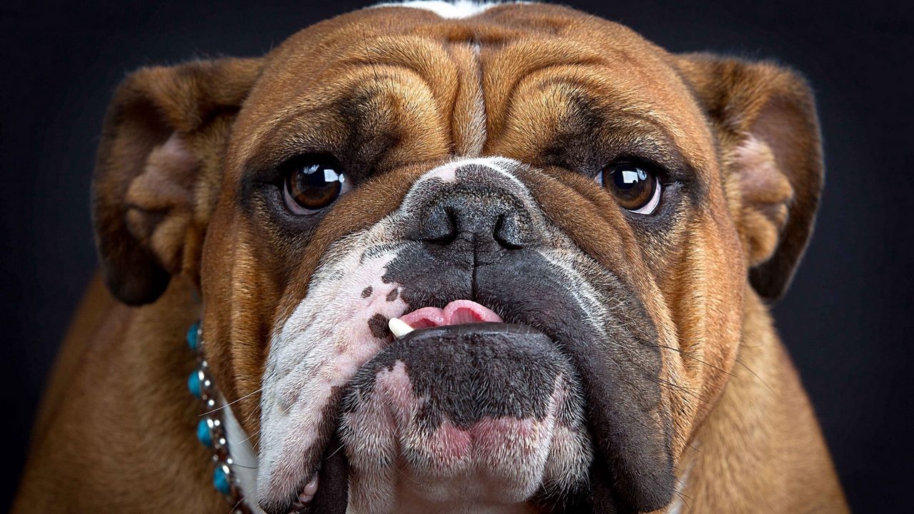 Wallpaper bulldog, muzzle, thick, look, dog