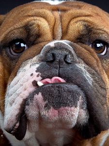 Preview wallpaper bulldog, muzzle, thick, look, dog
