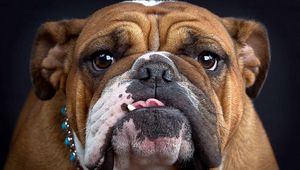 Preview wallpaper bulldog, muzzle, thick, look, dog