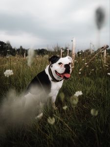 Preview wallpaper bulldog, pet, protruding tongue, grass