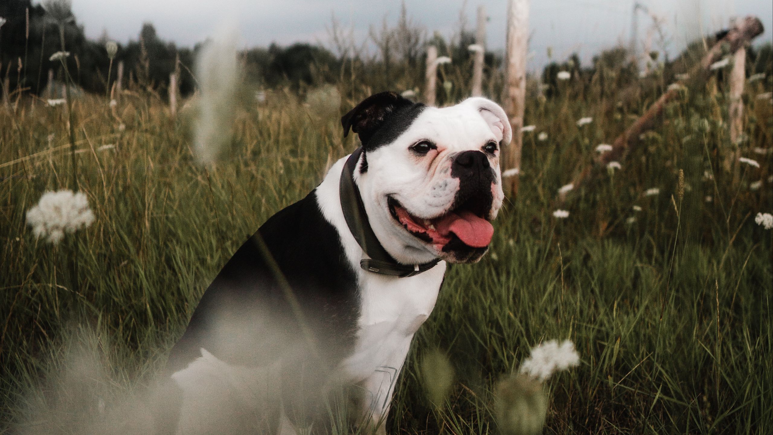 download-wallpaper-2560x1440-bulldog-pet-protruding-tongue-grass