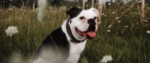 Preview wallpaper bulldog, pet, protruding tongue, grass