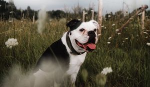 Preview wallpaper bulldog, pet, protruding tongue, grass