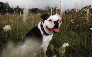 Preview wallpaper bulldog, pet, protruding tongue, grass