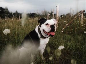 Preview wallpaper bulldog, pet, protruding tongue, grass