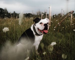 Preview wallpaper bulldog, pet, protruding tongue, grass