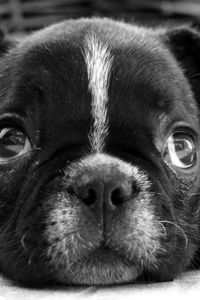 Preview wallpaper bulldog, puppy, dog, black white, face, eyes, sadness