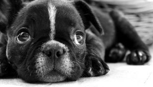 Preview wallpaper bulldog, puppy, dog, black white, face, eyes, sadness