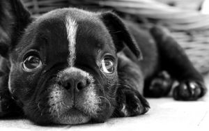 Preview wallpaper bulldog, puppy, dog, black white, face, eyes, sadness