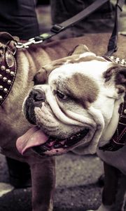 Preview wallpaper bulldogs, couple, dog, collar, leash