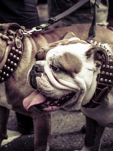 Preview wallpaper bulldogs, couple, dog, collar, leash