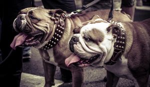 Preview wallpaper bulldogs, couple, dog, collar, leash