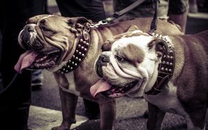 Preview wallpaper bulldogs, couple, dog, collar, leash