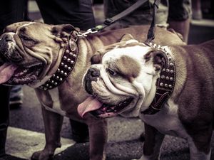 Preview wallpaper bulldogs, couple, dog, collar, leash