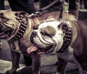 Preview wallpaper bulldogs, couple, dog, collar, leash