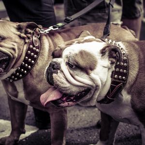 Preview wallpaper bulldogs, couple, dog, collar, leash