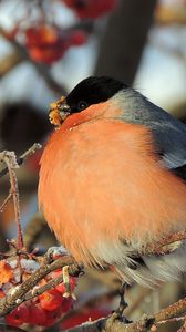 Preview wallpaper bullfinch, bird, mountain ash, berries