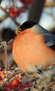 Preview wallpaper bullfinch, bird, mountain ash, berries