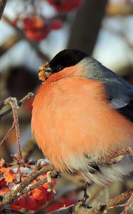 Preview wallpaper bullfinch, bird, mountain ash, berries