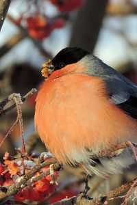 Preview wallpaper bullfinch, bird, mountain ash, berries