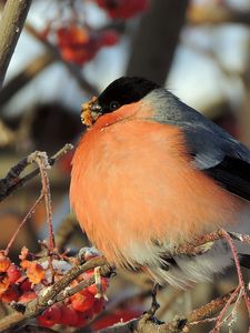 Preview wallpaper bullfinch, bird, mountain ash, berries