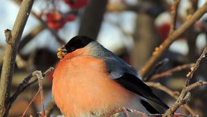 Preview wallpaper bullfinch, bird, mountain ash, berries