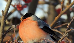 Preview wallpaper bullfinch, bird, mountain ash, berries