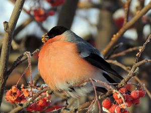 Preview wallpaper bullfinch, bird, mountain ash, berries