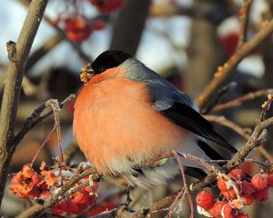 Preview wallpaper bullfinch, bird, mountain ash, berries