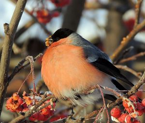 Preview wallpaper bullfinch, bird, mountain ash, berries