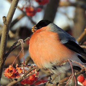 Preview wallpaper bullfinch, bird, mountain ash, berries