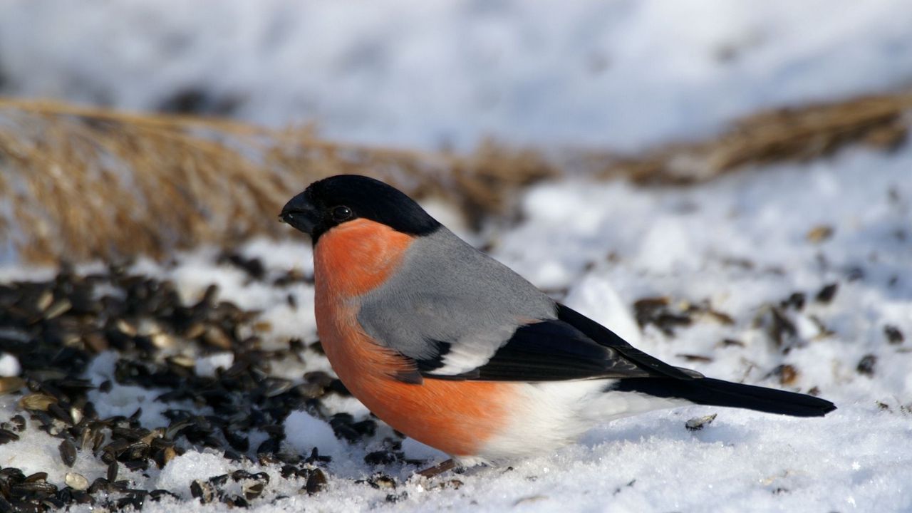 Wallpaper bullfinch, bird, snow, sit, color