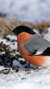 Preview wallpaper bullfinch, bird, snow, sit, color