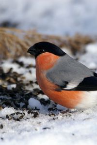 Preview wallpaper bullfinch, bird, snow, sit, color