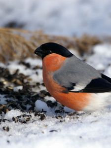 Preview wallpaper bullfinch, bird, snow, sit, color