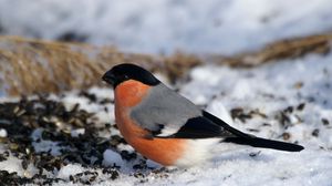 Preview wallpaper bullfinch, bird, snow, sit, color