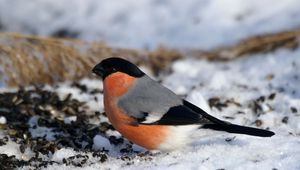 Preview wallpaper bullfinch, bird, snow, sit, color