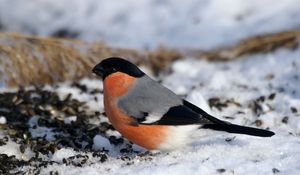 Preview wallpaper bullfinch, bird, snow, sit, color