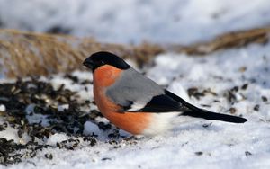 Preview wallpaper bullfinch, bird, snow, sit, color