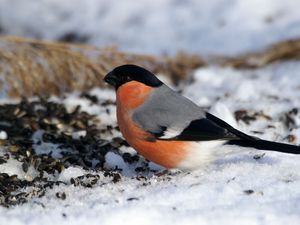 Preview wallpaper bullfinch, bird, snow, sit, color