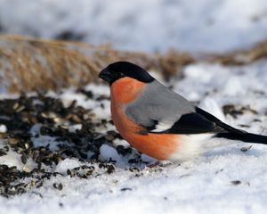 Preview wallpaper bullfinch, bird, snow, sit, color