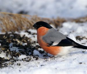 Preview wallpaper bullfinch, bird, snow, sit, color