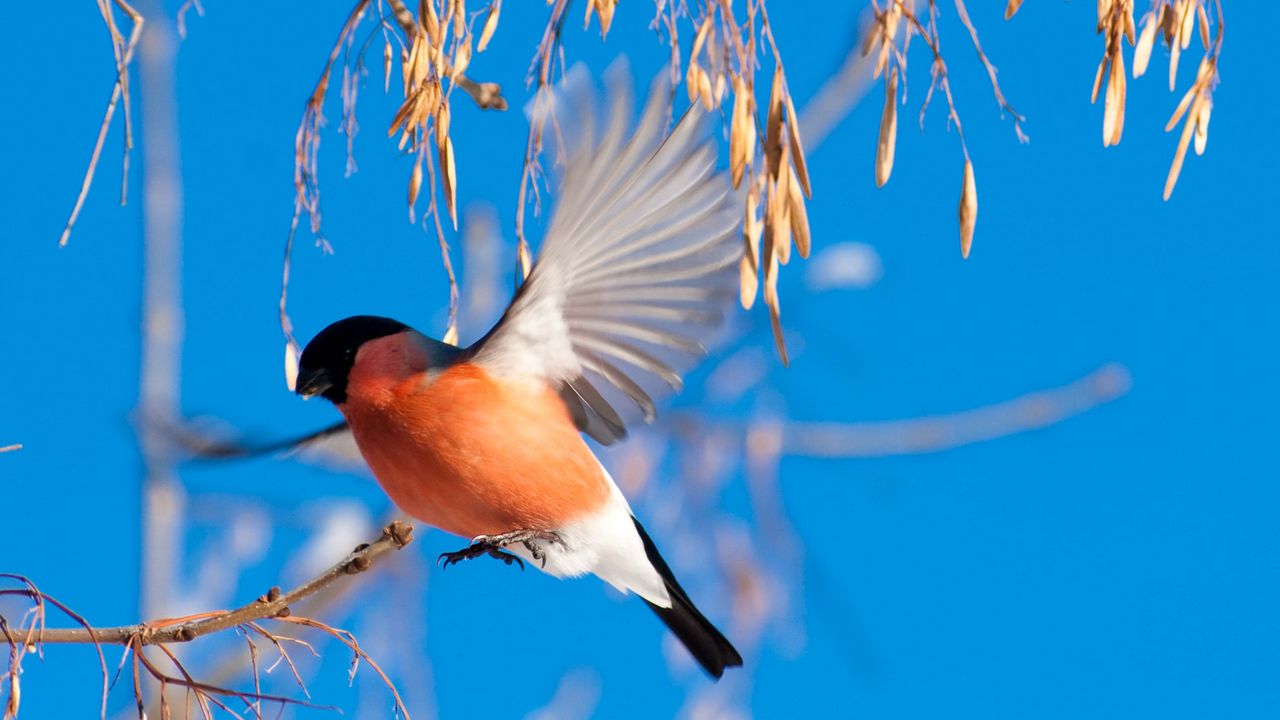 Wallpaper bullfinch, branch, winter