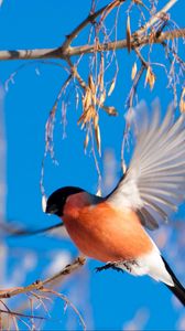 Preview wallpaper bullfinch, branch, winter