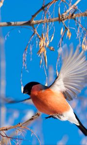 Preview wallpaper bullfinch, branch, winter