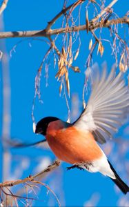 Preview wallpaper bullfinch, branch, winter